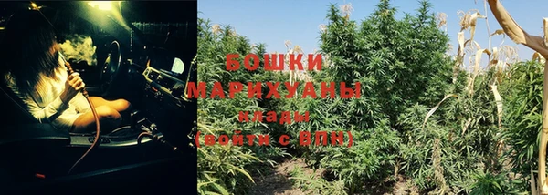 прущие грибы Осинники
